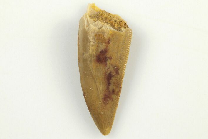 Serrated, Raptor Tooth - Real Dinosaur Tooth #200293